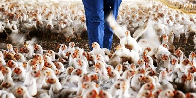ادامه دردسرهای تولیدکنندگان مرغ در تامین نهادهها