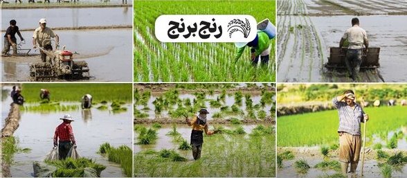 پایین بودن مکانیزاسیون در قطب برنج کشور/ کشاورزان راغب نیستند