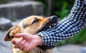 افزایش ۱۸ درصدی مصدومین ناشی از گزش سگ در مازندران