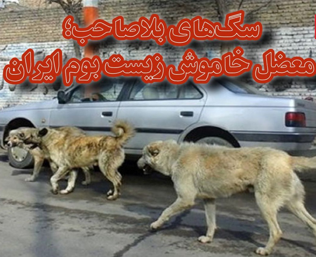 سگهای بلاصاحب؛ معضل خاموش زیست بوم ایران