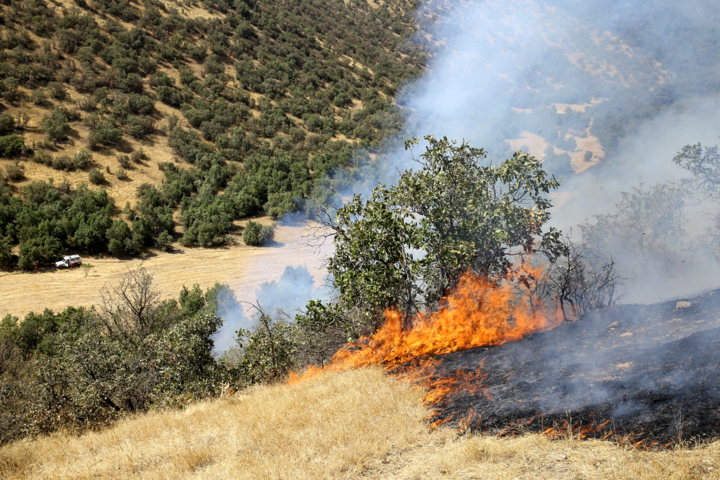 آتشسوزی محدودهای از جنگلهای چالوس