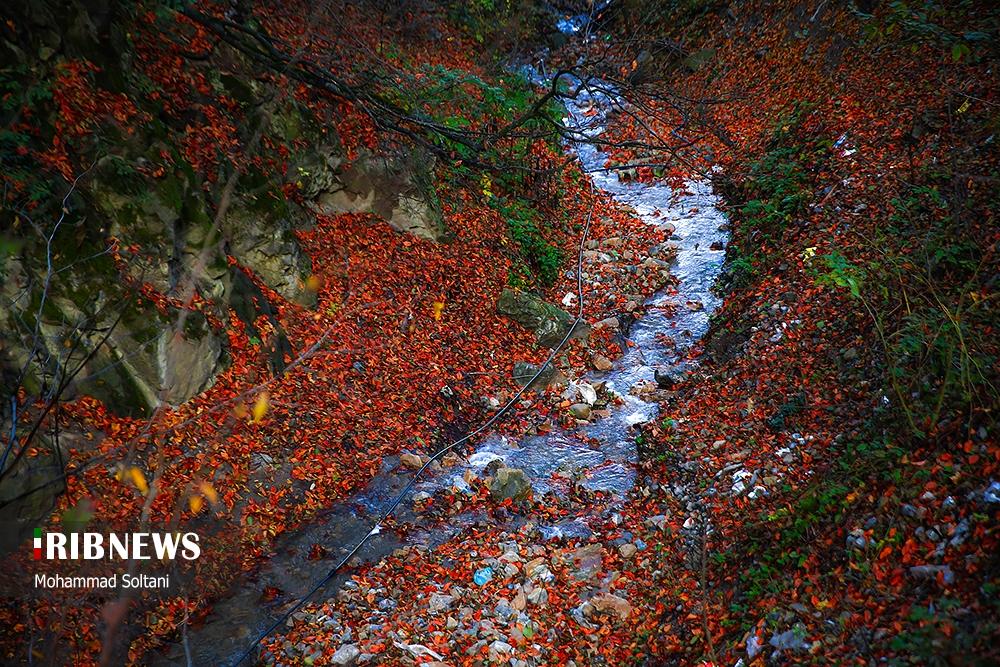 پاییز در مازندران؛ از جاده‌های رنگی تا هوای دل‌پذیر